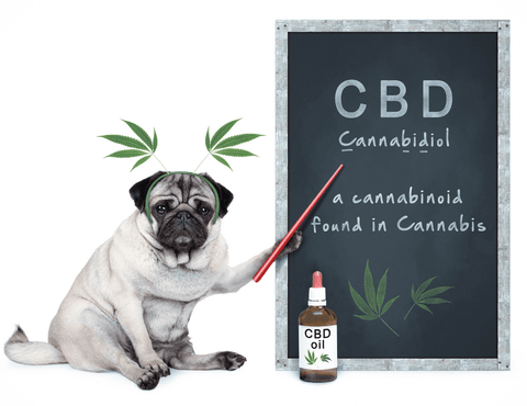Was Bewirkt Cbd öl?