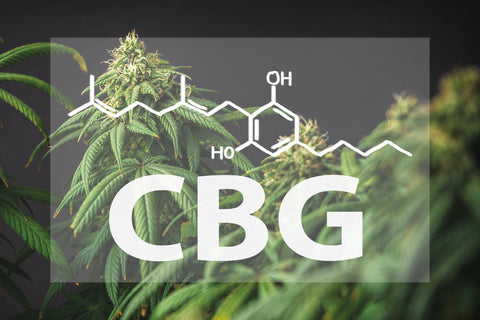 Was Ist Besser Cbd Oder Cbg?
