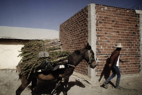 Marokko vor der Legalisierung von medizinischem Cannabis