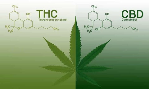 Was Ist Der Unterschied Zwischen Cbd Und Thc?