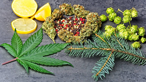 Der Entourage-Effekt von CBD Terpenen