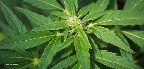 Malta: Legalisierung steht kurz bevor – Hanfjournal