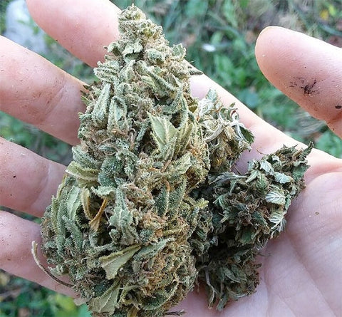 Welche Cbd Blüten Gegen Schmerzen?