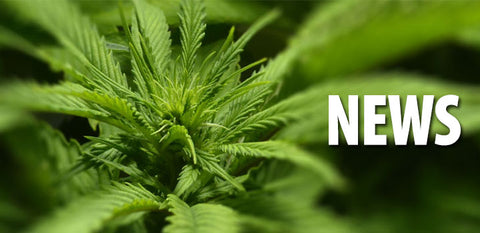 56-Jähriger muss wegen zwei Cannabis-Pflanzen vor Gericht – Hanfjournal