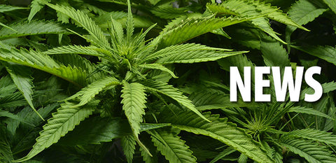 Stadt Dresden reicht Antrag auf Cannabis-Modellprojekt ein – Hanfjournal