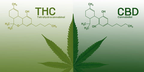 Was Bedeutet Thc Und Cbd?