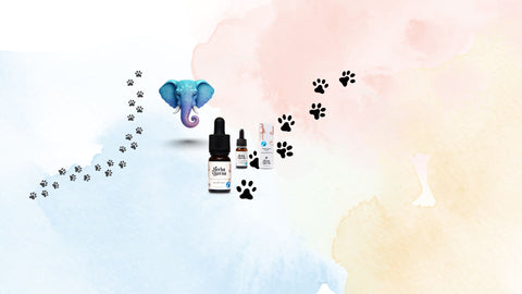 CBD-Produkte für Tiere im Überblick