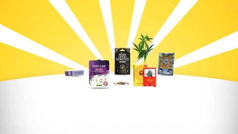 CBD Samen für erfolgreichen Indoor- & Outdoor-Anbau
