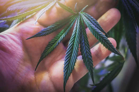 schweizer cbd qualität seit 2017 viweedy