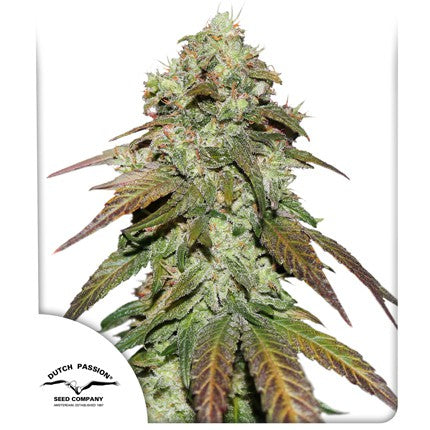 CBD & Räucherwerk Online Shop Schweiz | Dutch Passion CBD Mazar 5 Seeds
findest du im Viweedy Store in Basel