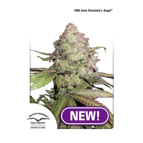 CBD & Räucherwerk Online Shop Schweiz | Dutch Passion CBD Charlottes Angel Auto.Feminisiert
findest du im Viweedy Store in Basel