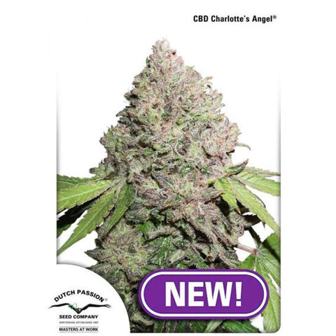 CBD & Räucherwerk Online Shop Schweiz | Dutch Passion CBD Charlottes Angel Auto.Feminisiert
findest du im Viweedy Store in Basel