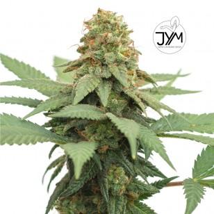 CBD & Räucherwerk Online Shop Schweiz | JYM's - Big Berry CBD Samen 3 Stk
findest du im Viweedy Store in Basel