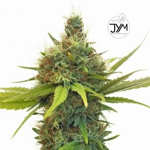 CBD & Räucherwerk Online Shop Schweiz | JYM's - Geenie CBD Samen 3 Stk
findest du im Viweedy Store in Basel
