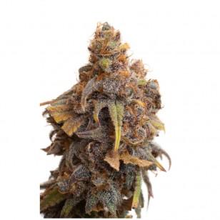 CBD & Räucherwerk Online Shop Schweiz | JYM's - Strawberry CBD Samen 3 Stk
findest du im Viweedy Store in Basel