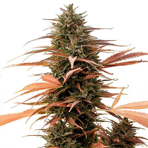 CBD & Räucherwerk Online Shop Schweiz | ONE - Strawberry Cake CBD Samen 3 Stk Feminisiert
findest du im Viweedy Store in Basel