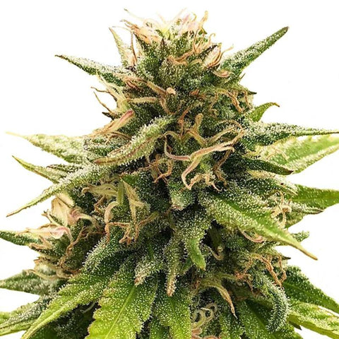 CBD & Räucherwerk Online Shop Schweiz | One - Super Silver CBD Samen 3 Stk. FEMINISIERT
findest du im Viweedy Store in Basel
