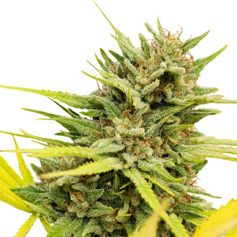 CBD & Räucherwerk Online Shop Schweiz | One - very Cherry Berry CBD Samen 3Stk. Feminisiert
findest du im Viweedy Store in Basel