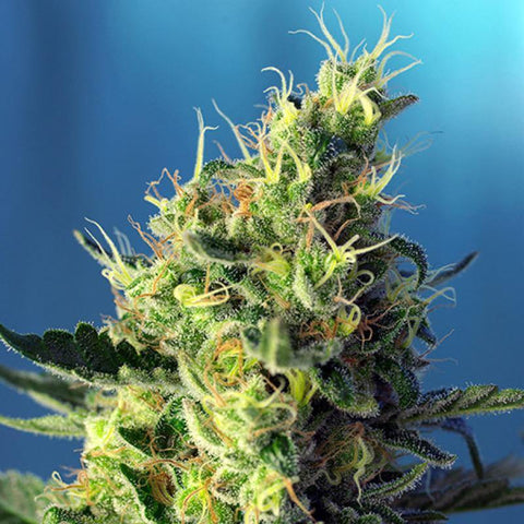 CBD & Räucherwerk Online Shop Schweiz | Sweet Seeds - Sweet Pure CBD Samen 5+2Stk. Feminisiert
findest du im Viweedy Store in Basel