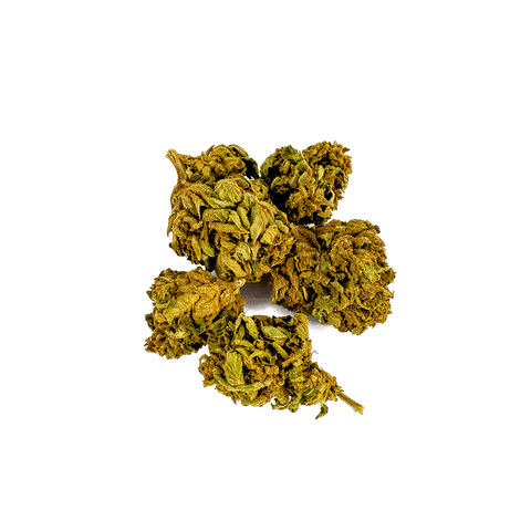 CBD & Räucherwerk Online Shop Schweiz | Viweedy Northern Lights CBD Blüten Outdoor
findest du im Viweedy Store in Basel