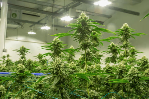 BAG erteilt The Botanicals Anbaulizenz f&#252;r THC-Cannabis