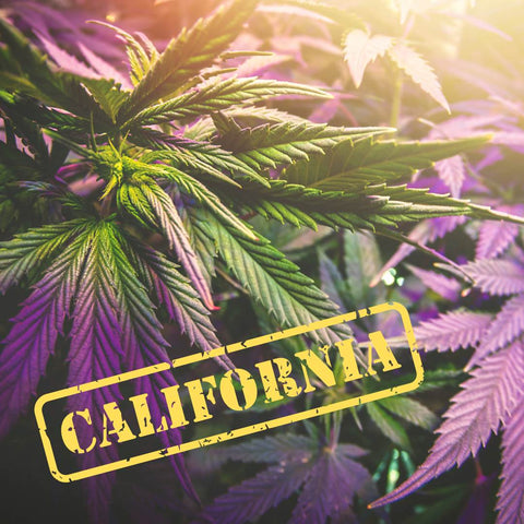 Cali Weed: Hol dir den sonnigen Vibe mit Amnesia CBD Blüten!