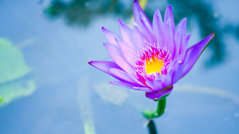 Der Blaue Lotus