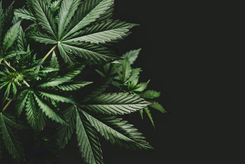 Medizinisches Cannabis nach GMP - Wirtschaftliches rund um Cannabis - Hanf Magazin