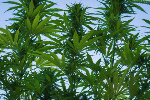 Großbritannien: Regierung erteilt Cannabis-Anbaulizenz