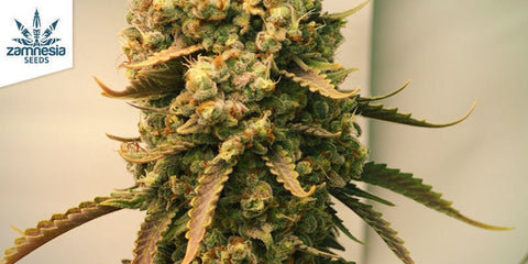 Welche Cbd Sorte Ist Die Beste?