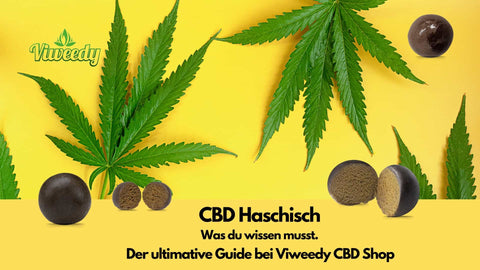 Detailaufnahme von CBD Haschisch und Hanfblättern vor gelbem Hintergrund, Viweedy CBD Shop Guide