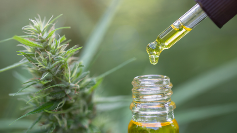 CBDA: Die unterschätzte Cannabidiolsäure und ihre synergistische Wirkung mit CBD.