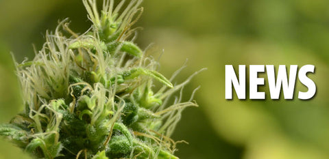 Cannabis wird von der Liste der gef&#228;hrlichsten Drogen gestrichen &#8211; Hanfjournal