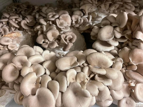 Blanc de champignon biologique certifié par HerbaVita Swiss