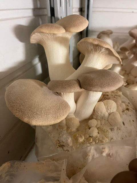 Organic mushroom spawn certified by HerbaVita Swiss